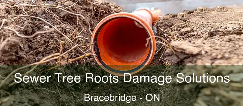  Sewer Tree Roots Damage Solutions Bracebridge - ON